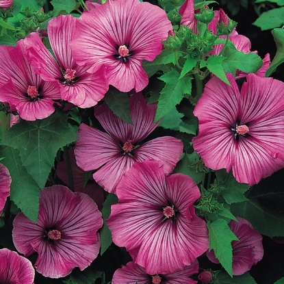 Picture of Lavatera - Loveliness